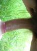 tief rein 1
