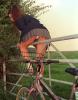 Fahrrad