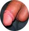 geiler schwanz