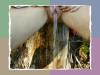 Pisse 1